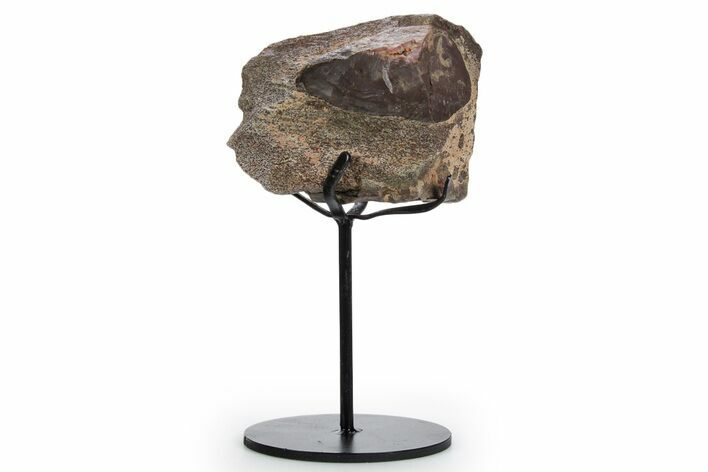 Fossil Theropod Limb Bone Section w/ Metal Stand - Colorado #354303